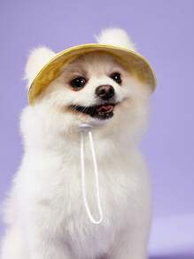 PETSIN Casual Simple Dopamine Printed Pet Sun Hat, Ventilated Cotton Outdoor Camping Dog Cowboy Hat, Yellow - Multicolor - View 5