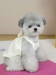 PETSIN 白色可爱蝴蝶结3D设计狗狗连衣裙，轻盈透气网眼牵引胸背带，时尚欧美热销宠物连衣裙，春夏款 - 米色 - 查看 4