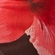 متعدد الألوان