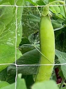 1pc Net Climbing Plant 5*15ft, DIY Plant Holder, Garden Planting Supplies, Garden Flower Plants Supplies Decor, Garden Balcony Gardening Beauty Planting Supplies, Planters & Container Accessories - White - View 5