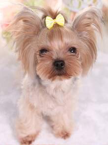 5 件条纹蝴蝶结发夹，适合约克夏犬、泰迪犬、贵宾犬、猫和狗，颜色随机 - 彩色 - 查看 5