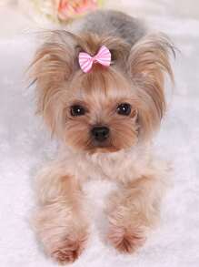 5 件条纹蝴蝶结发夹，适合约克夏犬、泰迪犬、贵宾犬、猫和狗，颜色随机 - 彩色 - 查看 6