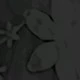 الأسود