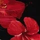 Merah dan hitam