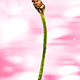 粉色