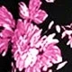 Rosa Fucsia