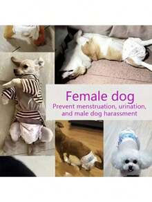 狗狗防漏尿布，超强吸水，一次性（类似尿布/护垫/卫生巾/生理裤），母狗10片/包，公狗12片/包，公狗母狗便后清洁必备用品 - 白色 - 查看 4