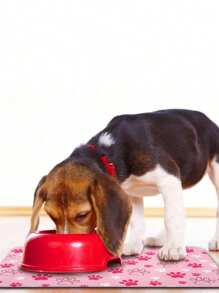 SHEIN 1pc,Creative Cartoon Paw Print Cat/Dog Lover Gift And Dog/Cat Mom Love Pet Mat, Dirt Resistant Anti-Slip Cat Lover And Cat Mom Love Litter Mat, Soft Absorbent Machine Washable Cat/Dog Lover Gift And Dog/Cat Mom Love Pet Food Bowl Mat