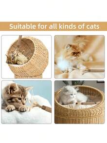 1/2/3/4/5 件猫玩具木制蓼属植物磨牙棒幼猫自娱虫胆水果逗弄棒牙齿清洁宠物用品木制天火棒咬猫薄荷玩具 - 室内猫棒玩具，天然猫咀嚼玩具，用于清洁幼猫牙齿，互动成人猫玩具，用于猫咪运动 - 棕色 - 查看 6