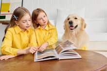 PETSIN 1件姜黄色宠物猫狗通用衬衫