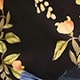 الأسود