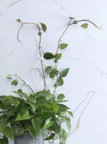 50 件攀爬植物墙夹，耐破损和变形，易于安装，强力粘合 - 用于园艺或电缆管理绿色常春藤攀爬墙固定器藤蔓植物固定夹无需钻孔攀爬墙藤蔓固定夹攀爬钩 - 彩色 - 查看 10