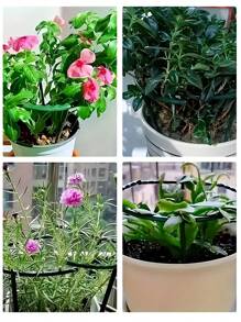 8 件套，塑料植物支撑环，适用于温室花园，半圆形固定杆，适用于室内花卉和攀缘植物，灵活可调节的盆景工具，易于调节高度