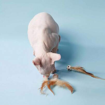 PETSIN 1 Piece Of Feather Elastic Ball Cat Toy Interactive Toy, Cat Self Fun Toy, Cat Teasing Tool With Elastic Basketball Shape, Feather Puzzle Toy For Summer And Spring Indoor Cat Play, Cat Toy, Cat Accessories