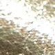 金色