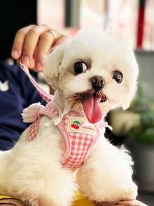 PETSIN 1 petit harnais de poitrine avec ailes pour Teddy, Bichon, Chat, Petit Chien. Laisse de promenade à la maison, Harnais de poitrine pour petit chien à l'extérieur, Laisse pour animal de compagnie - Multicolore - Voir 3
