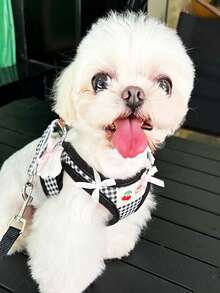 PETSIN 1 petit harnais de poitrine avec ailes pour Teddy, Bichon, Chat, Petit Chien. Laisse de promenade à la maison, Harnais de poitrine pour petit chien à l'extérieur, Laisse pour animal de compagnie - Multicolore - Voir 4