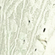 Màu be