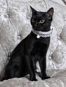 PETSIN White Princess Style Lace Pearl Decor Choker, Cute Design Suitable For Party, Birthday And Other Important Occasions, Popular Pet Cat/Dog Adjustable Necklace Collar - Multicolor - View 4