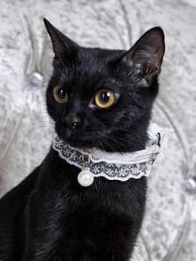 PETSIN White Princess Style Lace Pearl Decor Choker, Cute Design Suitable For Party, Birthday And Other Important Occasions, Popular Pet Cat/Dog Adjustable Necklace Collar - Multicolor - View 1