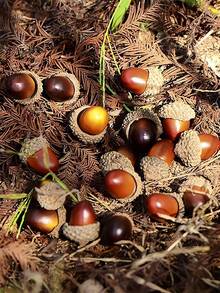 SHEIN 20pcs Artificial Acorn,Fake Plants,Fall Decor,Room,Desk,Garden Decor,Room Decoration Stuff,Christmas - Small Acorn - View 3