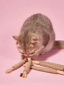 PETSIN 10/1 件装猫咬胶棒 - 猫玩具、自娱自乐抗无聊咬胶、猫球、逗猫棒、猫用品、猫咪必需品