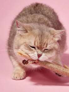 PETSIN 10/1 件装猫咬胶棒 - 猫玩具、自娱自乐抗无聊咬胶、猫球、逗猫棒、猫用品、猫咪必需品