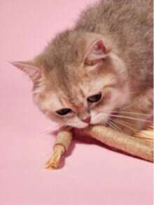 PETSIN 10/1 件装猫咬胶棒 - 猫玩具、自娱自乐抗无聊咬胶、猫球、逗猫棒、猫用品、猫咪必需品