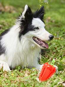 PETSIN 1PC Pepper Drop Ball TPR Dog Toy Chewing Toothbrush Pet Scenting Toy Dog Self-Entertainment Relaxation Toy - Multicolor - View 5