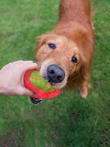 PETSIN 1PC Pet Toy Ball For Chewing And Grinding Teeth, Durable And Bite-Resistant Football, Playful And Entertaining Dog Toy Ball - Multicolor - View 8