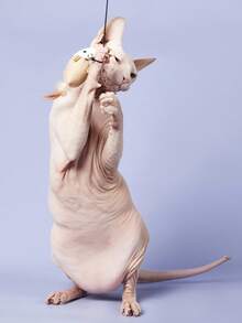 PETSIN 1pc/2pcs/3pcs Randomly Sent Handmade Feather & Linen & Wood Cat Teaser With Bell For Playing - Multicolor - View 2