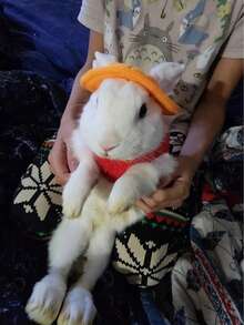 1 buah Topi Hewan Peliharaan Lucu, Topi Beludru Berhias, Topi Kain Kelinci & Hamster, Topi Matahari Hewan Peliharaan, Hiasan Kepala Kelinci dengan Lubang Telinga, Hiasan Kepala Hewan Peliharaan Kecil yang Menggemaskan - MultiWarna - View 15
