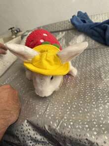 1 buah Topi Hewan Peliharaan Lucu, Topi Beludru Berhias, Topi Kain Kelinci & Hamster, Topi Matahari Hewan Peliharaan, Hiasan Kepala Kelinci dengan Lubang Telinga, Hiasan Kepala Hewan Peliharaan Kecil yang Menggemaskan - MultiWarna - View 11