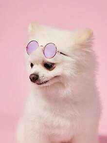 Zazumi Fun Hip-Hop Style Cat And Dog Sunglasses, Fashionable Pet Accessories, In Stock.