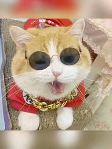 Zazumi Fun Hip-Hop Style Cat And Dog Sunglasses, Fashionable Pet Accessories, In Stock.