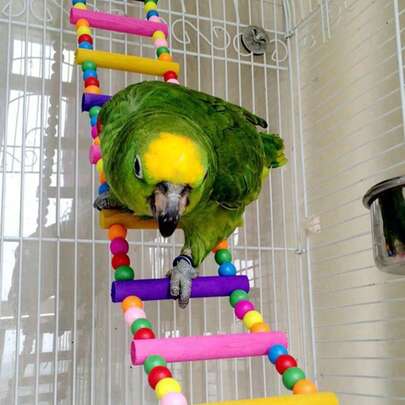 1 chiếc đồ chơi leo trèo bằng hạt cườm thủ công nhuộm màu ngẫu nhiên dành cho vẹt, thích hợp làm phụ kiện và vật dụng cho lồng chim.