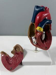 SHEIN Human Heart Model.Anatomically Accurate Numbered 2-Part Life Size Heart Medical Model With 34 AnatomicalStructures, Held Together With Magnets On Base