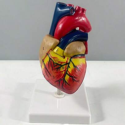 SHEIN Human Heart Model.Anatomically Accurate Numbered 2-Part Life Size Heart Medical Model With 34 AnatomicalStructures, Held Together With Magnets On Base