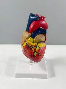 SHEIN Human Heart Model.Anatomically Accurate Numbered 2-Part Life Size Heart Medical Model With 34 AnatomicalStructures, Held Together With Magnets On Base