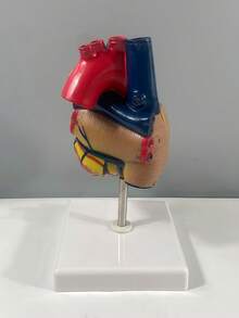 SHEIN Human Heart Model.Anatomically Accurate Numbered 2-Part Life Size Heart Medical Model With 34 AnatomicalStructures, Held Together With Magnets On Base