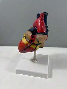SHEIN Human Heart Model.Anatomically Accurate Numbered 2-Part Life Size Heart Medical Model With 34 AnatomicalStructures, Held Together With Magnets On Base