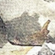 Nhiều màu