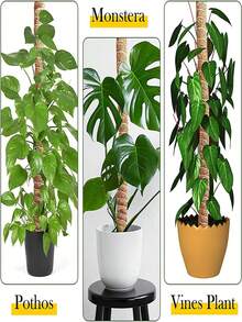 1 Stück Kokos-Kokosfaser-Moosstab für Pflanzen wie Monstera, biegsame Pflanzenstäbe zur Unterstützung, Pflanzenstäbe für Zimmerpflanzen, Kokos-Kokosfaser-Pflanzenstab, Monstera-Moosstab für kletternde Pflanzen - Braun - View 5