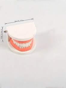 1 件牙科模型玩具智能互动刷牙教学辅助口腔护理教育工具适用于家庭学校学生教师白色多色可选牙齿卫生演示器 - 彩色 - 查看 3