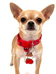 PETSIN 1 件宠物圣诞系列项圈；雪花印花铃铛项圈；圣诞系列吊坠项圈；宠物项圈；宠物用品。 - 彩色 - 查看 6