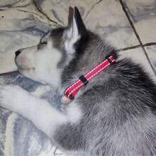 1pc Reflective Paw Print Decor Nylon Pet Collar For Large/Medium/Small Dogs, Adjustable Size