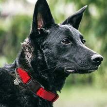 1pc Reflective Paw Print Decor Nylon Pet Collar For Large/Medium/Small Dogs, Adjustable Size