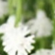 Gypsophila-Thân dài-Trắng