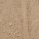 Caqui