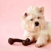 PETSIN Dog Chew Toy Bone - Durable & Tough For Aggressive Chewers, Teeth Cleaning, Bite Training, Stress Relief - Multicolor - View 6